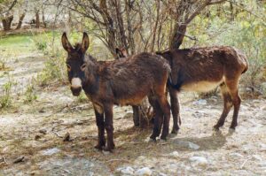 Trekking from Darshai to the Yurt camp