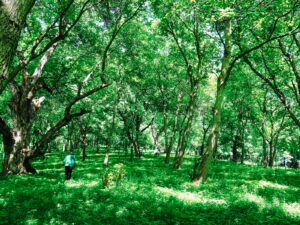 Trekking through the walnut forest in Arslanbob