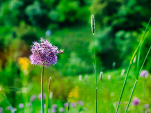 Close-up image of a purple flower