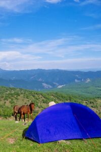 Horses came by out camp site